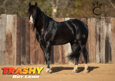 HorseID: 2316972 TRASHY BOY LENA - PhotoID: 1103629