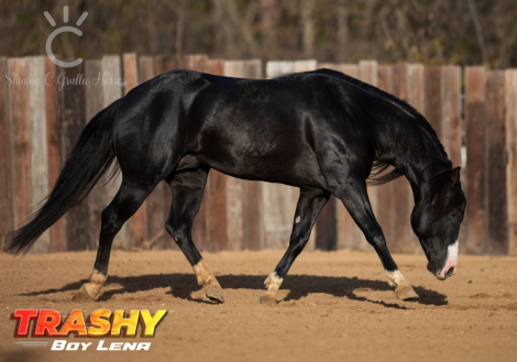 HorseID: 2316972 TRASHY BOY LENA - PhotoID: 1103630