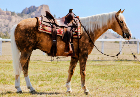HorseID: 2316973 Chancho - PhotoID: 1103625