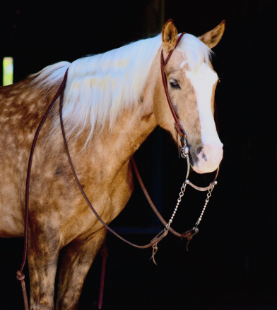 HorseID: 2316973 Chancho - PhotoID: 1103626