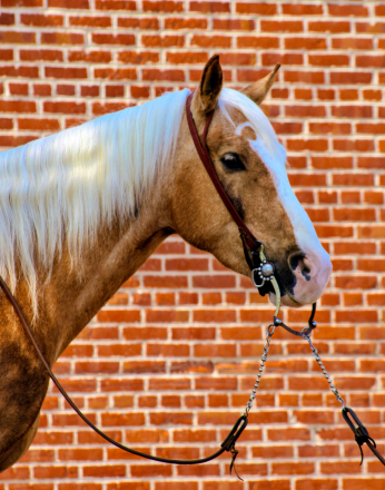 HorseID: 2316973 Chancho - PhotoID: 1103627