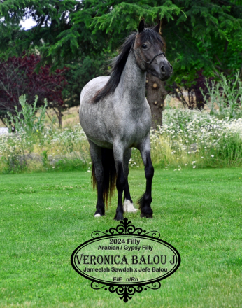 HorseID: 2316976 Veronica Balou J - PhotoID: 1103634