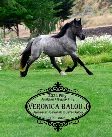HorseID: 2316976 Veronica Balou J - PhotoID: 1103635