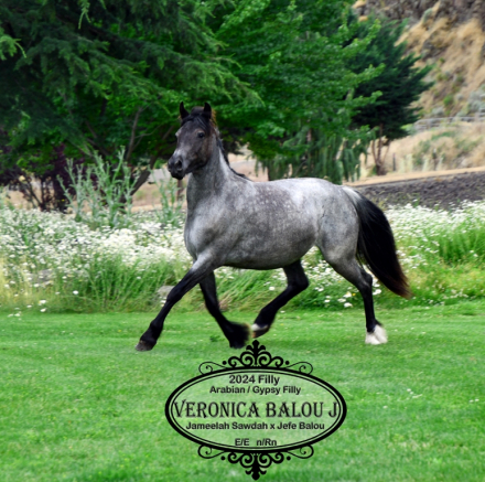 HorseID: 2316976 Veronica Balou J - PhotoID: 1103636