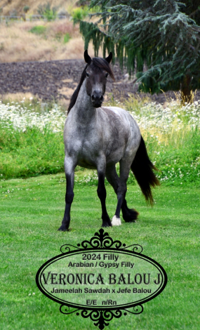 HorseID: 2316976 Veronica Balou J - PhotoID: 1103637