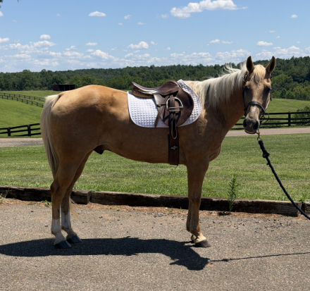 HorseID: 2316982 All Around Palomino Gelding - PhotoID: 1103643