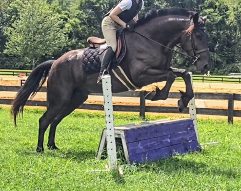 HorseID: 2316987 Adonis - PhotoID: 1103645