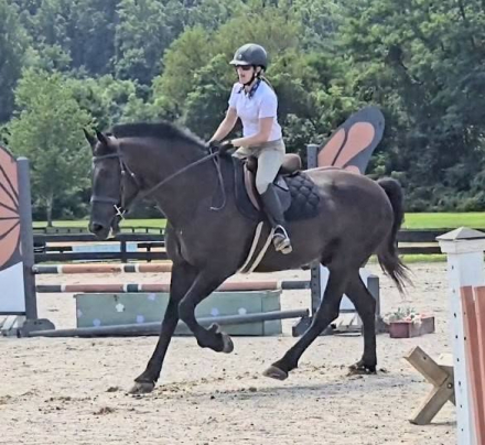 HorseID: 2316987 Adonis - PhotoID: 1103646