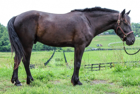 HorseID: 2316987 Adonis - PhotoID: 1103647