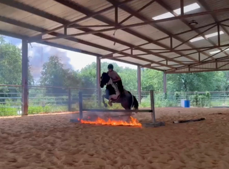 HorseID: 2316993 Cody - PhotoID: 1103979