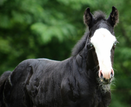 HorseID: 2316995 BLACK VOODOO DR X SHADOW BLAST WHIZ - PhotoID: 1103665