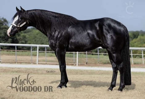 HorseID: 2316995 BLACK VOODOO DR X SHADOW BLAST WHIZ - PhotoID: 1103666