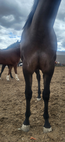 HorseID: 2316996 Sheza Lunar Shadow - PhotoID: 1103652