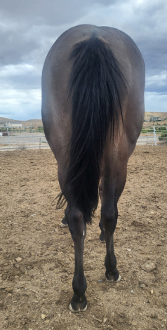 HorseID: 2316996 Sheza Lunar Shadow - PhotoID: 1103653