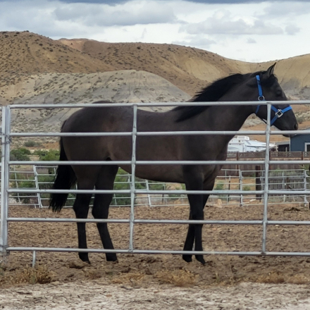 HorseID: 2316996 Sheza Lunar Shadow - PhotoID: 1103654