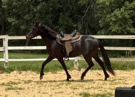 HorseID: 2316997 Olive - PhotoID: 1103655