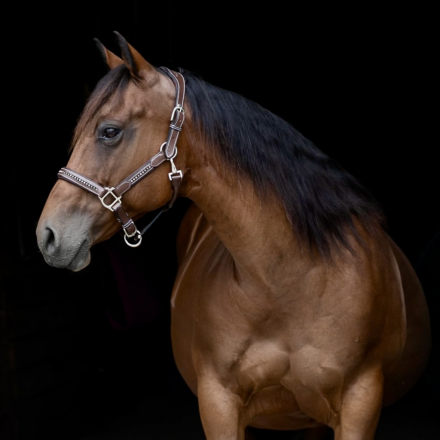 HorseID: 2316999 Playgun-Bred Broodmare | 2-in-1 Opportunity - PhotoID: 1103656