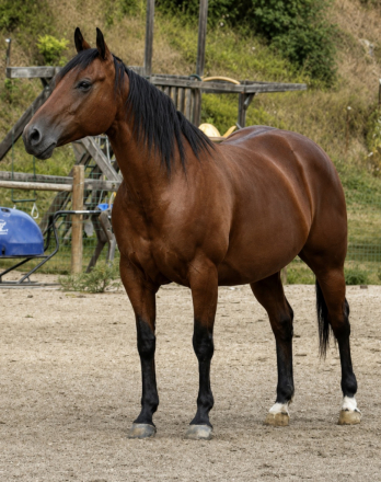 HorseID: 2316999 Playgun-Bred Broodmare | 2-in-1 Opportunity - PhotoID: 1103657