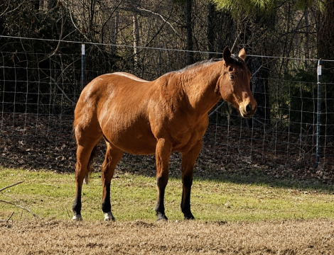 HorseID: 2316999 Playgun-Bred Broodmare | 2-in-1 Opportunity - PhotoID: 1103658