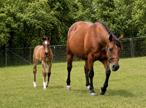 HorseID: 2316999 Playgun-Bred Broodmare | 2-in-1 Opportunity - PhotoID: 1103659