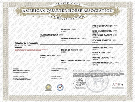 HorseID: 2316999 Playgun-Bred Broodmare | 2-in-1 Opportunity - PhotoID: 1103660