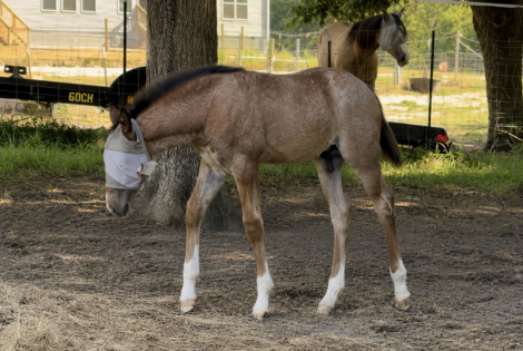 HorseID: 2316999 Playgun-Bred Broodmare | 2-in-1 Opportunity - PhotoID: 1103661