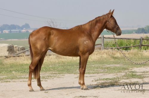 HorseID: 2317001 BA Lil Stranger - PhotoID: 1103662