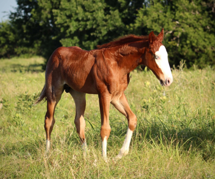 HorseID: 2317011 BLACK VOODOO DR X SCARLETT BLUE BAILEY - PhotoID: 1103673