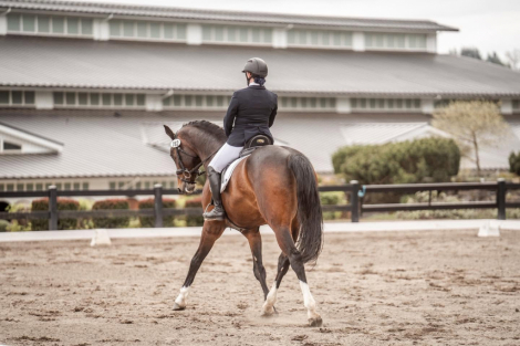 HorseID: 2317014 Gunfire - PhotoID: 1103679