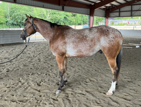 HorseID: 2317017 IMASPECIALFRECKLE MD - PhotoID: 1103686
