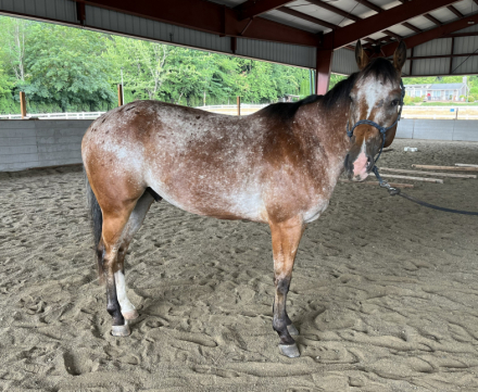 HorseID: 2317017 IMASPECIALFRECKLE MD - PhotoID: 1103687