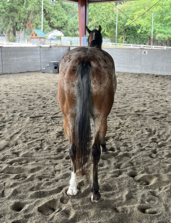 HorseID: 2317017 IMASPECIALFRECKLE MD - PhotoID: 1103688