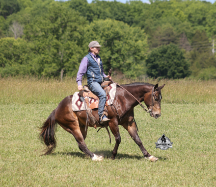 HorseID: 2317021 Xtra Shiney Pep - PhotoID: 1103706