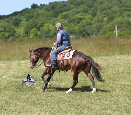 HorseID: 2317021 Xtra Shiney Pep - PhotoID: 1103707