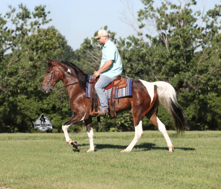 HorseID: 2317022 A Ritzy Cowboy - PhotoID: 1103698