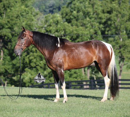 HorseID: 2317022 A Ritzy Cowboy - PhotoID: 1103699