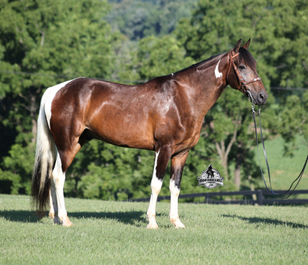 HorseID: 2317022 A Ritzy Cowboy - PhotoID: 1103700