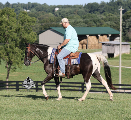 HorseID: 2317023 Oscar - PhotoID: 1103702