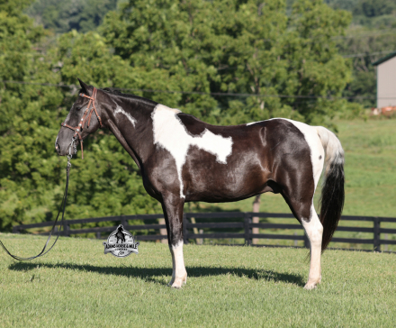 HorseID: 2317023 Oscar - PhotoID: 1103703