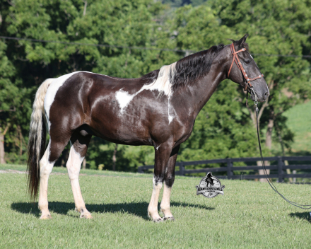 HorseID: 2317023 Oscar - PhotoID: 1103704