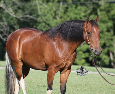 HorseID: 2317024 Chief - PhotoID: 1103694