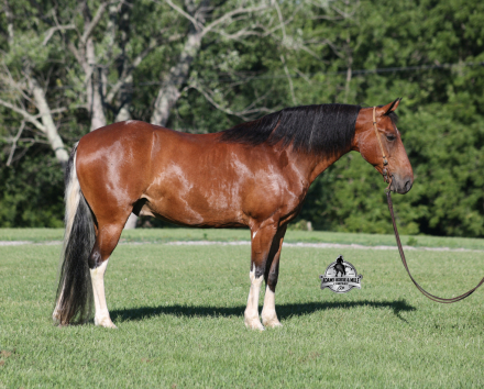 HorseID: 2317024 Chief - PhotoID: 1103695