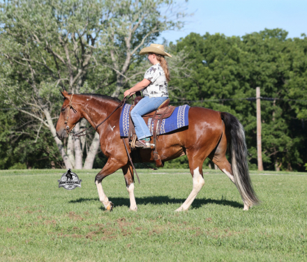 HorseID: 2317024 Chief - PhotoID: 1103696