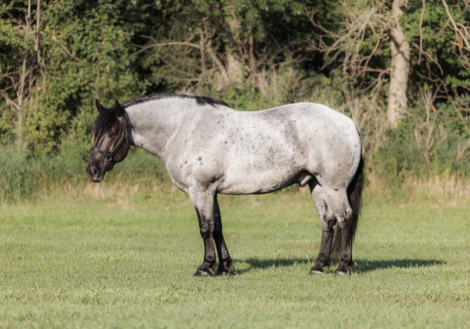 HorseID: 2317025 Asher - PhotoID: 1103711