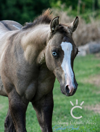 HorseID: 2317028 JUSTA SPLASH BOMB X MANY DOVES - PhotoID: 1103714