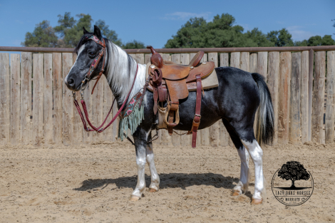 HorseID: 2317029 Cricket - PhotoID: 1104829