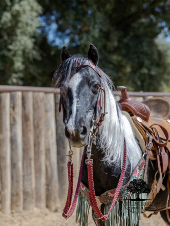 HorseID: 2317029 Cricket - PhotoID: 1104830