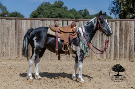 HorseID: 2317029 Cricket - PhotoID: 1104831