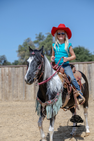 HorseID: 2317029 Cricket - PhotoID: 1104832