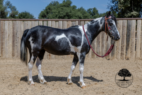 HorseID: 2317029 Cricket - PhotoID: 1104833